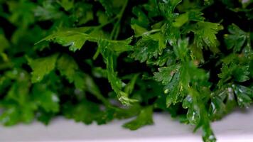 Isolated fresh parsley leaves against bright white background, dolly shot video