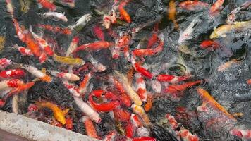 många hungrig fint karp fiskar, röd, orange, gul, vit, ogon koi, kohaku koi, ki-utsuri koi karp är öppning deras mun tiggeri för mat. på karp damm, chiang mai thailand. video