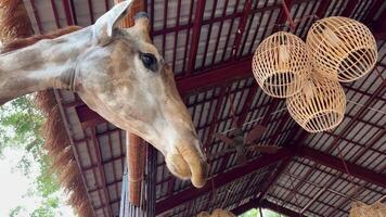 Vietnam Phu Quoc 05.02.2024 Giraffes feeding by tourist at zoo video