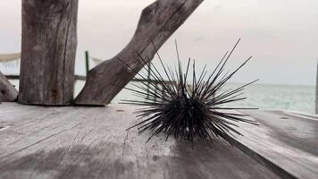 A sea urchin on a wooden board crawls towards the sea video