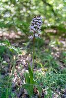 Crimean orchid Yatryshnik. Orchid Baltic iberika wild flower. High quality photo. photo