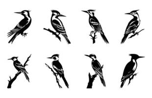 Woodpecker Silhouette black Clip art Set, Flameback Woodpecker Bird Silhouettes bundle vector