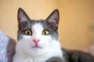 gracioso gato es tendido en un cama con un rosado y blanco frazada. el gato es mirando a el cámara con un curioso expresión. foto