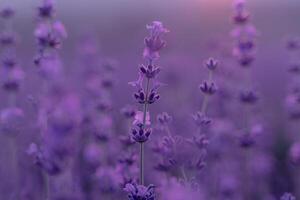 lavanda flor antecedentes. Violeta lavanda campo sanset cerca arriba. lavanda flores en pastel colores a difuminar antecedentes. naturaleza antecedentes con lavanda en el campo. foto