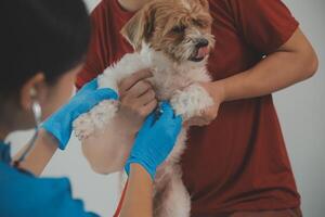 de cerca Disparo de veterinario manos comprobación perro por estetoscopio en veterinario clínica foto