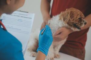 Closeup shot of veterinarian hands checking dog by stethoscope in vet clinic photo