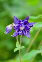 Group of purple blue Columbine flowers in a flowerbed photo