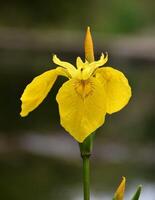 Close up of one large delicate yellow iris flower in a sunny spring garden. photo