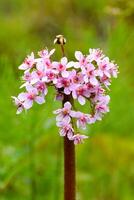 Flowers of the umbrella plant. Flowering plant close-up. Indian rhubarb. Darmera peltata.he only species within the genus Darmera in the family Saxifragaceae. Bloom in spring. photo