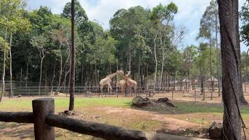 girafas dentro a jardim zoológico safári parque. girafas dentro a jardim zoológico video