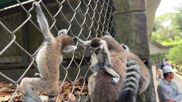 une groupe de lémuriens séance sur une clôture dans une zoo observer le foules qui passe video