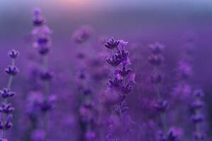 Lavender flower field. Violet lavender field sanset close up. Lavender flowers in pastel colors at blur background. Nature background with lavender in the field. photo