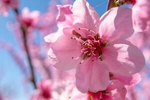 cerca arriba rosado melocotón flor en contra un azul cielo. el flor es el principal atención de el imagen, y eso es en lleno floración. foto