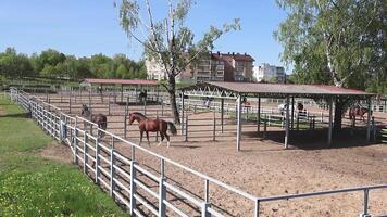 Pferde Scherz draußen im öffnen Arena. Frühling, Tiere und Natur. hoch Qualität 4k . video