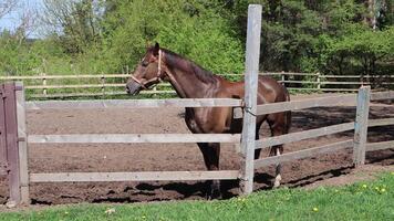 Riding school. Thoroughbred horse in an outdoor riding arena. Sunny day in spring. video