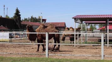 familia de asiático de dos jorobas camellos fuera de en primavera. animales y naturaleza. soleado día. video