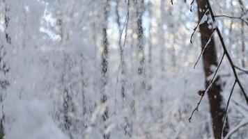 magnifique hiver paysage. forêt dans l'hiver. hiver forêt. video