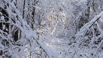 bellissimo inverno paesaggio. foresta nel inverno. inverno paesaggio con foresta video