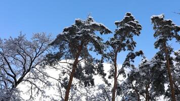 das Himmel im das Winter Wald. Kiefer Spitzen im Winter. Winter Bäume video