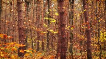 Beautiful autumn forest. Indian summer. Panorama of nature and forest. video