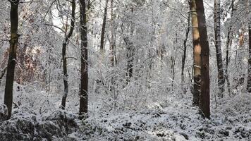 schön Winter Landschaft. Wald im Winter. video