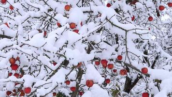 Mela alberi sotto il neve nel inverno. rami di un Mela albero con frutta sotto brina nel un' inverno giardino. neve su mele. video