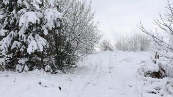 magnifique hiver paysage. forêt dans l'hiver. video