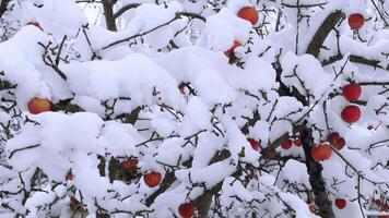 äpple träd under de snö i vinter. träd i de trädgård i vinter. snö på äpplen. video