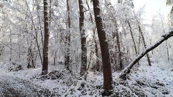 Beautiful winter landscape. Forest in winter. Panorama of beautiful winter park video