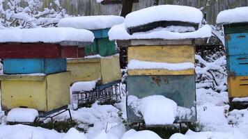 bigård i vinter. bikupa under de snö. färgrik nässelfeber på bigård i vinter- video