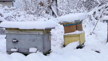 rucher dans l'hiver. ruches en dessous de le neige. video