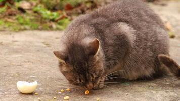 ein grau Katze isst ein Ei Nahansicht. video