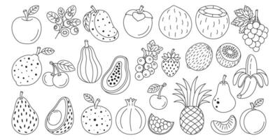 Set of various fruits and berries. In line art style, hand-drawn. vector