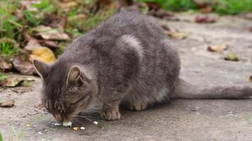 une gris chat mange un Oeuf fermer. video