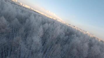 hiver blanc forêt filmé par drone video