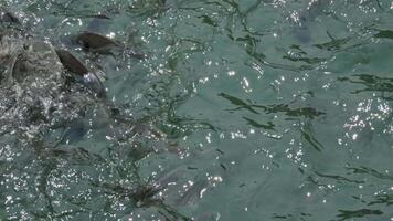 Futter das Dorado Fisch schwimmt langsam und ruhig im das schön Türkis Wasser. hungrig Fisch sofort reagieren zu das Essen geworfen in das Teich durch Bildung ein Ball, das Kampf zum Essen beginnt. video