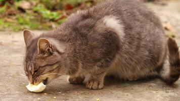 ein grau Katze isst ein Ei Nahansicht. video