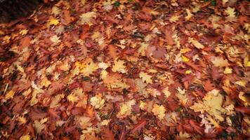 autunno foresta e giallo le foglie. colorato le foglie su il foresta pavimento video