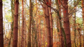 Autumn forest and yellow leaves. Fall in the park video