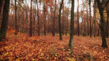 Autumn forest and yellow leaves. Trees with yellow leaves in autumnal park at day video