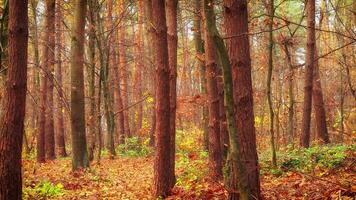 Autumn forest and yellow leaves. Fall forest landscape video