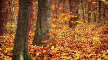 autunno foresta e giallo le foglie. giallo le foglie durante autunno stagione. autunno alberi e le foglie video
