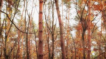 herfst Woud en geel bladeren. goud bomen in een park video
