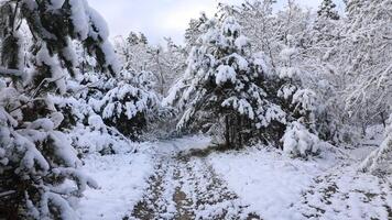 Beautiful winter landscape. Forest in winter. Winter trees video