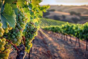 Lush vineyard bathed in sunlight with ripe fruit waiting to be harvested in the peak of summer photo