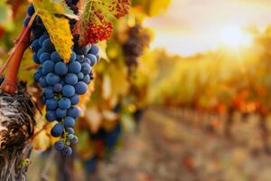 Lush vineyard bathed in sunlight with ripe fruit waiting to be harvested in the peak of summer photo