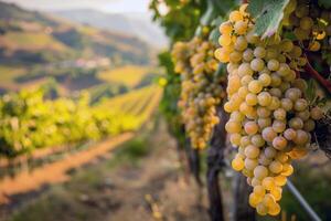 Lush vineyard bathed in sunlight with ripe fruit waiting to be harvested in the peak of summer photo