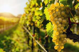 Lush vineyard bathed in sunlight with ripe fruit waiting to be harvested in the peak of summer photo