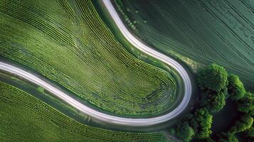 Road trip through country roads, surrounded by fields of sun-kissed crops in the height of summer photo