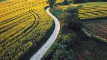 Road trip through country roads, surrounded by fields of sun-kissed crops in the height of summer photo